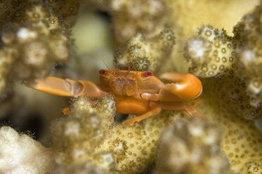 Egypt, Squat lobster (Galathea sp) on coral, close-up - GNF01102