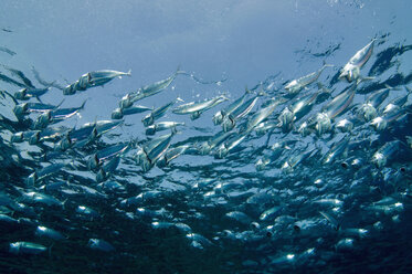 Egypt, Red Sea, Bigmouth trevally (Rastrelliger kanagurta) - GNF01101