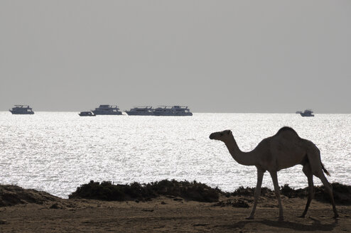 Ägypten, Hamata, Dromedar am Strand, Schiffe im Hintergrund - GNF01100