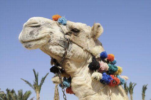 Ägypten, Porträt eines Kamels in voller Kopfbedeckung, (Camelus dromedarius) - GNF01099