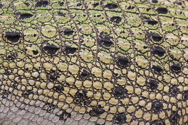 Schuppen eines Salzwasserkrokodils (Crocodylus porosus), Vollbild - WDF00489