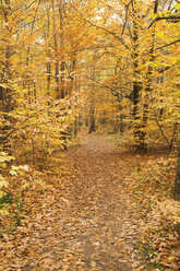 Deutschland, Rheinland-Pfalz, Wald, Blätter, Herbstfarben - GWF00994