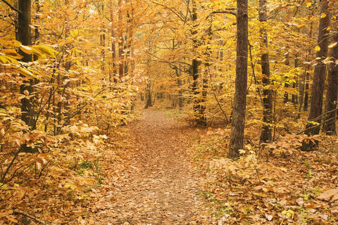 Germany, Rhineland-Palatinate, Wood, autumn colours stock photo