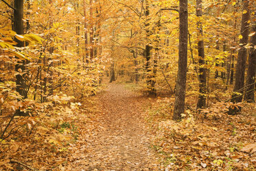 Deutschland, Rheinland-Pfalz, Wald, Herbstfarben - GWF00993