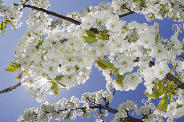 Germany, Bavaria, Cherry tree blossom, close up - RUEF00238