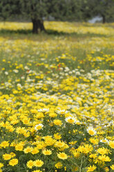 Spanien, Mallorca, Wiese, Girlande Chrysantheme (Chrysanthemum coronarium) - RUEF00234