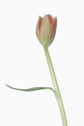 Tulpe (Tulipa spec.), Nahaufnahme - RUEF00230