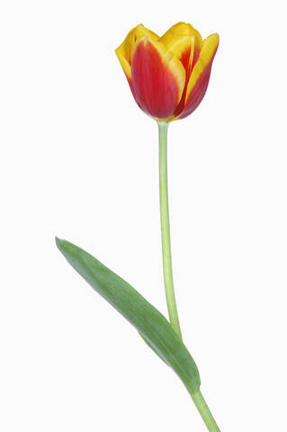 Tulpe (Tulipa spec.), Nahaufnahme, lizenzfreies Stockfoto