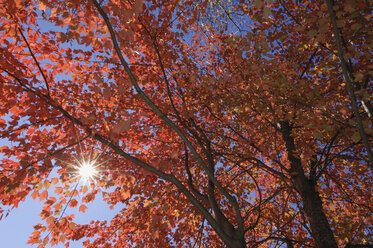 USA, New England, Maple tree, autumn colours - RUEF00222