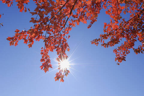 USA, New England, Ahornblätter gegen blauen Himmel, lizenzfreies Stockfoto