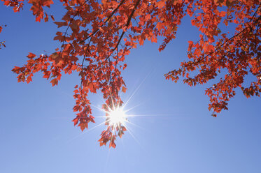 USA, New England, Maple leaves against blue sky - RUEF00221