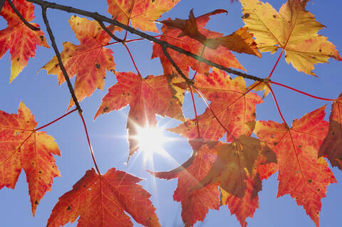 USA, New England, Maple leaves against blue sky stock photo