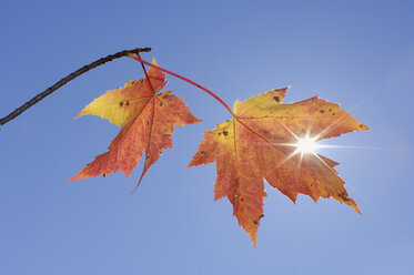 USA, New England, Ahornblätter gegen blauen Himmel - RUEF00219