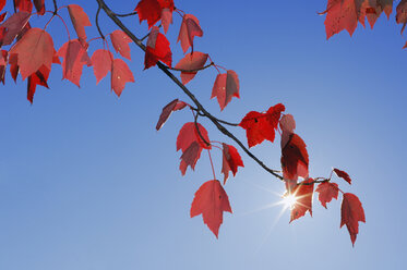 USA, New England, Maple leaves against blue sky - RUEF00218