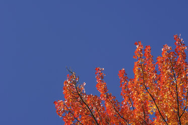 USA, Neuengland, Ahornbaum, Herbstfarben - RUEF00217