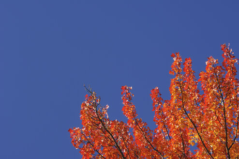 USA, Neuengland, Ahornbaum, Herbstfarben - RUEF00217