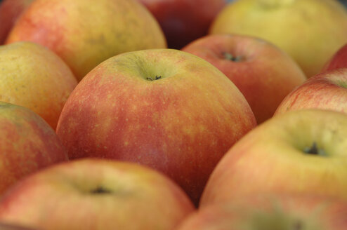 Äpfel (Malus domestica), Nahaufnahme - ASF03915