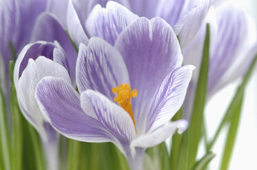 Krokusblüten (Crocus vernus), Nahaufnahme - ASF03911