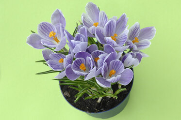 Lila Krokus-Hybriden (Crocus vernus) im Blumentopf, Ansicht von oben - ASF03910