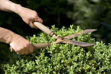 Germany, Baden-Württemberg, Stuttgart, Person trimming boxwood with hedge clippers - WDF00516