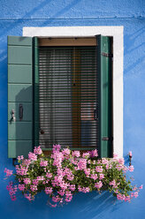 Italien, Venedig, Burano, Fenster, Blumenkasten mit Geranienblüten - PSF00309