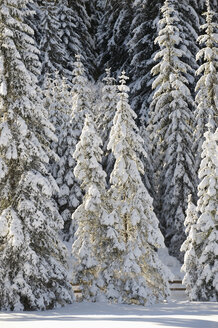 Österreich, Tirol, Seefeld, Schneebedeckte Bäume - MIRF00005