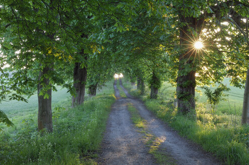 Germany, Mecklenburg-Western Pomerania, Alley, Chestnut tree (Aesculus hippocastanum) lined field path - RUEF00281