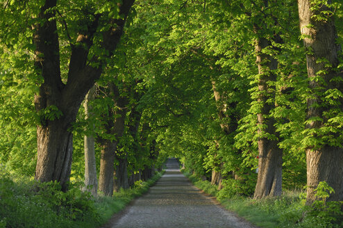 Germany, Mecklenburg-Western Pomerania, Alley, Chestnut tree (Aesculus hippocastanum) lined road - RUEF00280
