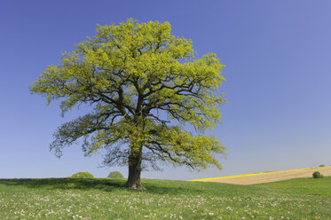 Deutschland, Mecklenburg-Vorpommern, Eiche (Quercus spec.) auf Wiese - RUEF00279