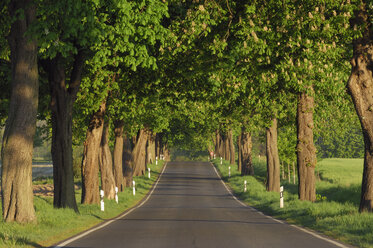 Germany, Mecklenburg-Western Pomerania, Tree lined rural road with Horse Chestnut Trees (Aesculus hippocastanum) - RUEF00277