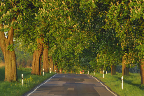 Deutschland, Mecklenburg-Vorpommern, Baumgesäumte Landstraße mit Rosskastanienbäumen (Aesculus hippocastanum) - RUEF00276