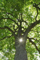 Deutschland, Mecklenburg-Vorpommern, Kastanienbaum (Aesculus hippocastanum) mit Sonne und Sonnenstrahlen, flacher Blickwinkel - RUEF00272