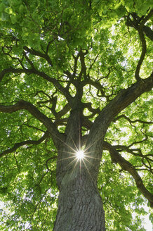 Germany, Mecklenburg-Western Pomerania, Chestnut Tree (Aesculus hippocastanum) with sun and sunbeams, low angle view - RUEF00272