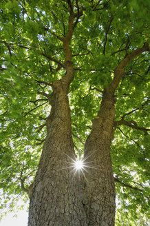 Deutschland, Mecklenburg-Vorpommern, Kastanienbaum (Aesculus hippocastanum) mit Sonne und Sonnenstrahlen, flacher Blickwinkel - RUEF00271
