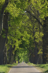 Germany, Mecklenburg-Western Pomerania, Oak tree lined field path - RUEF00270