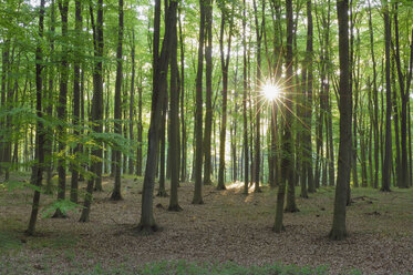 Deutschland, Mecklenburg Vorpommern, Wald im Frühling - RUEF00269