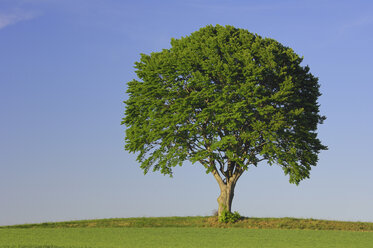 Deutschland, Bayern, Baum auf Wiese - RUEF00267