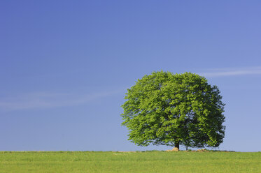 Deutschland, Bayern, Baum auf Wiese - RUEF00264