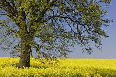 Deutschland, Mecklenburg-Vorpommern, Eiche (Quercus spec.) im Rapsfeld - RUEF00258