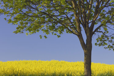 Deutschland, Mecklenburg Vorpommern, Baum im Rapsfeld - RUEF00255