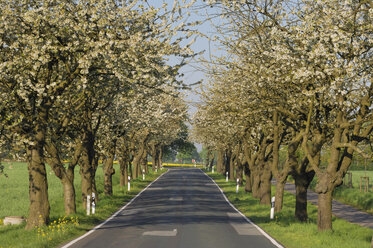 Deutschland, Mecklenburg-Vorpommern, Kirschblütenbäume am Straßenrand - RUEF00254