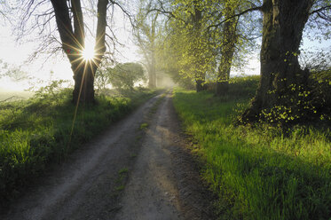 Deutschland, Mecklenburg-Vorpommern, Feldweg und Bäume im Frühling - RUEF00253