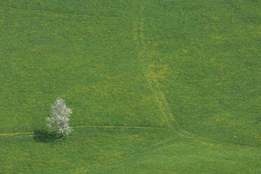 Schweiz, Kirschbaum im Feld, Blick von oben - RUEF00250