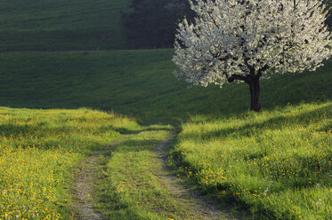 Schweiz, Blühender Kirschbaum neben dem Feldweg - RUEF00248