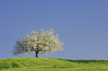 Switzerland, Cherry blossom in field - RUEF00247