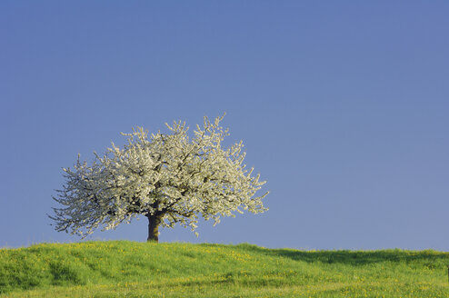 Schweiz, Kirschblüte im Feld - RUEF00247