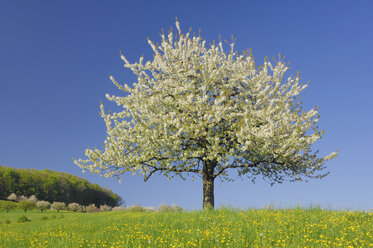 Schweiz, Kirschblüte im Feld - RUEF00246