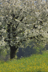 Schweiz, Kirschblüte im Feld, Nahaufnahme - RUEF00245