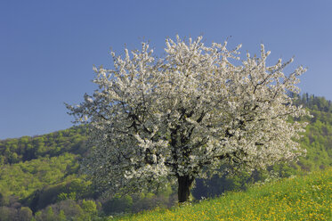 Schweiz, Kirschblüte im Feld - RUEF00244