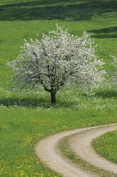 Switzerland, Blooming cherry tree next to farm track - RUEF00243